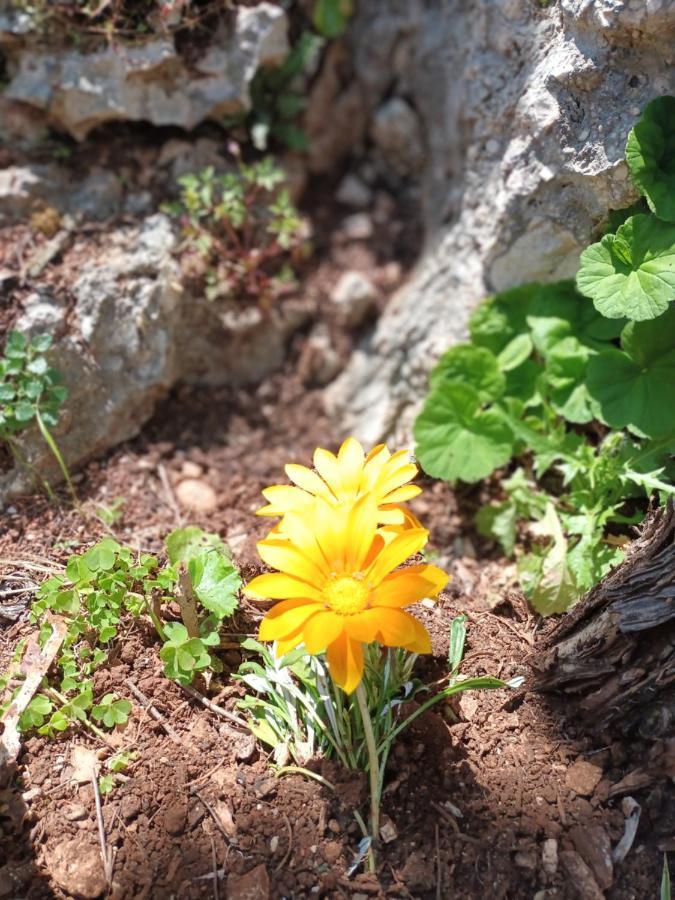 Aphrodite'S Maisonette On Corfu Island バルバティ エクステリア 写真